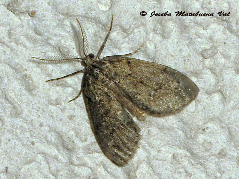 Tephronia sp. 3 - Geometridae